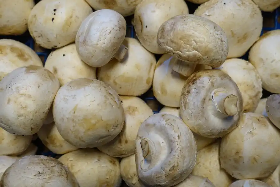 champignon-915x610 funghi champignon