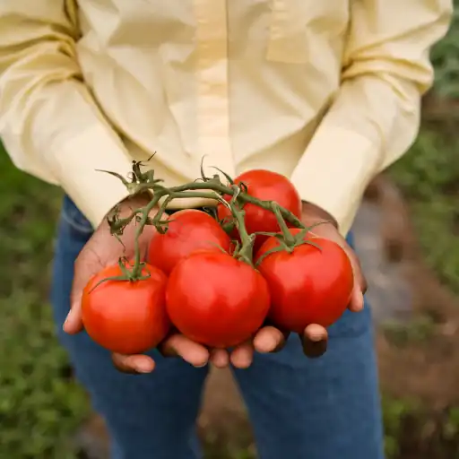 pomodori-in-mano-512 pomodori in mano