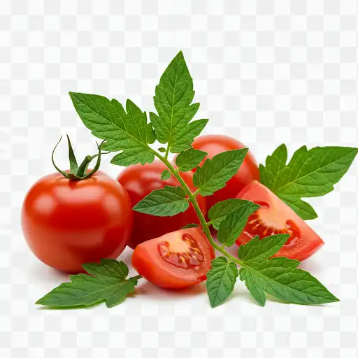 pomodori512 michelangelo pomodori